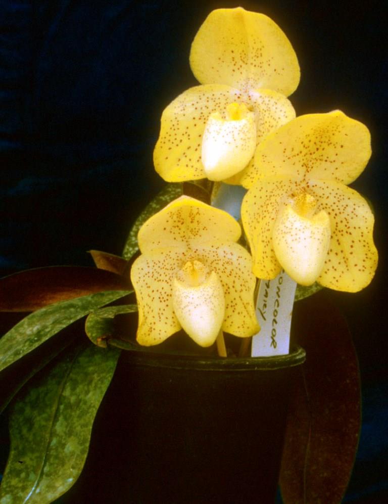 Paphiopedilum concolor - AM/AOC