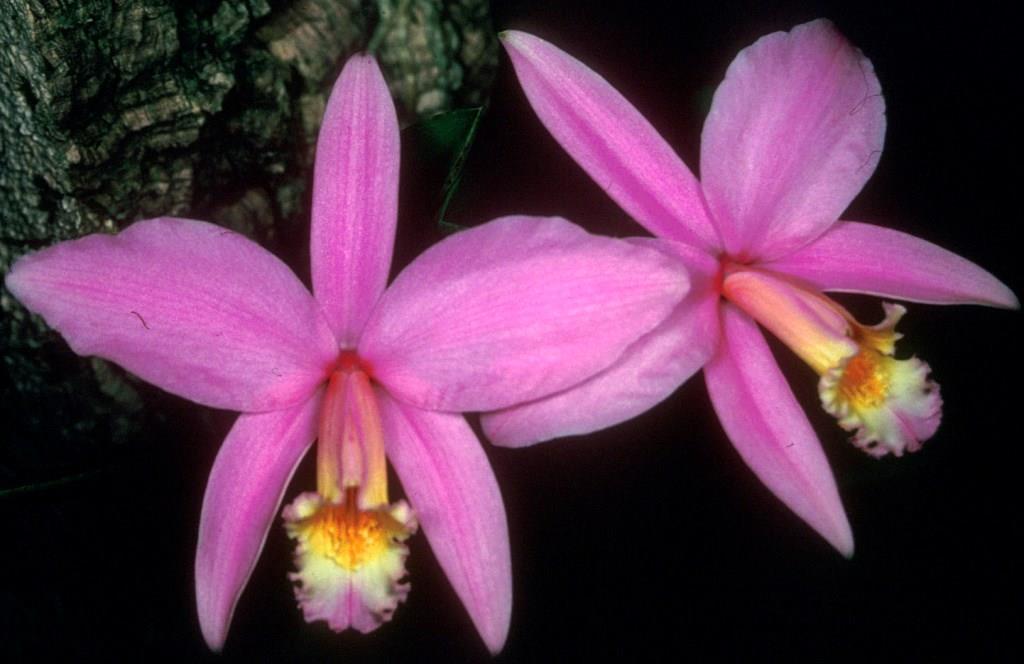 Cattleya jongheana - HCC/AOC