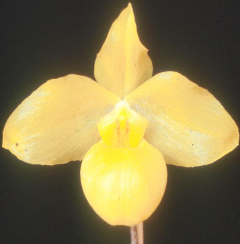 Paphiopedilum armeniacum - HCC/AOC