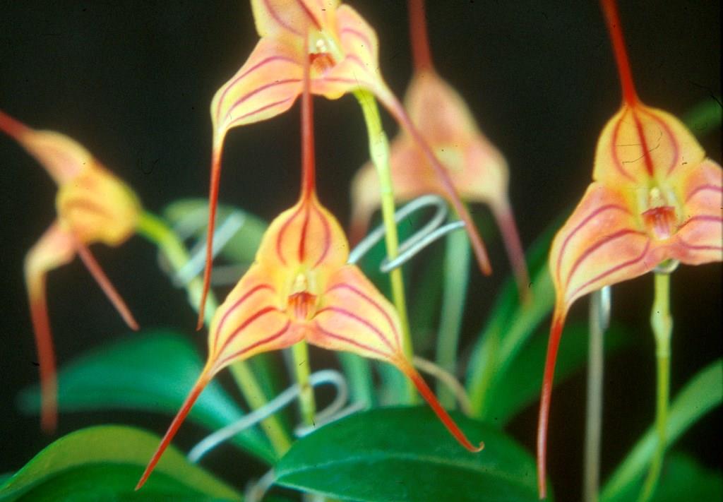 Masdevallia Tuakau Candy - HCC/AOC