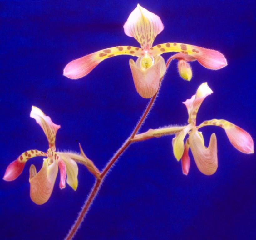 Paphiopedilum haynaldianum - AM/AOC