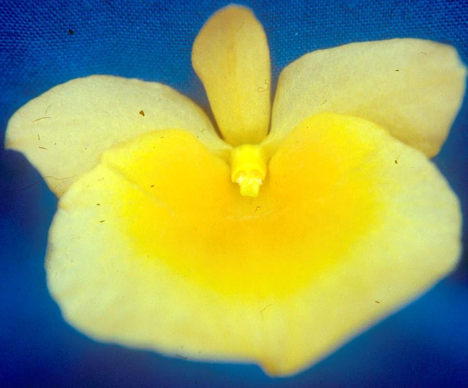 Dendrobium lindleyi - HCC/AOC