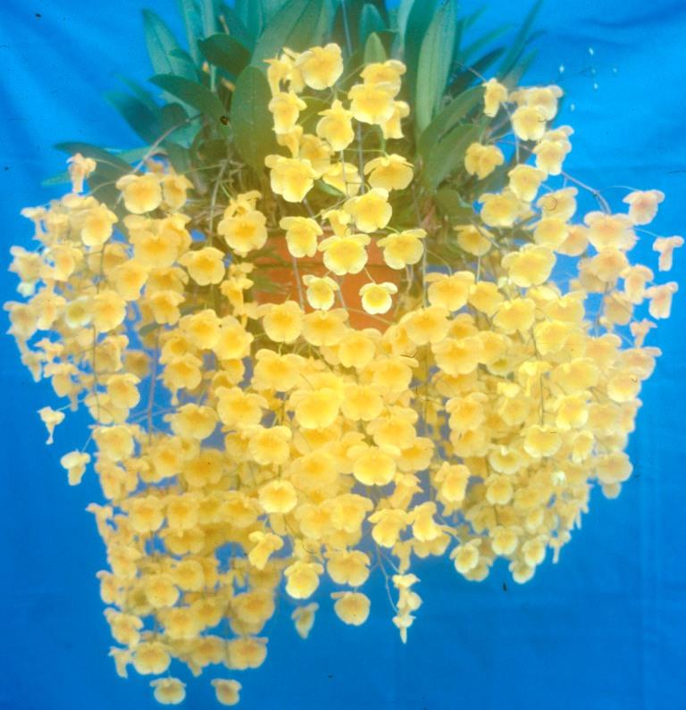 Dendrobium lindleyi - photo 2