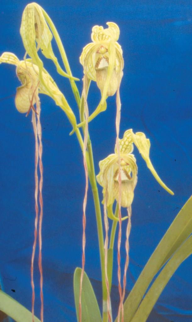 Phragmipedium caudatum - AM/AOC