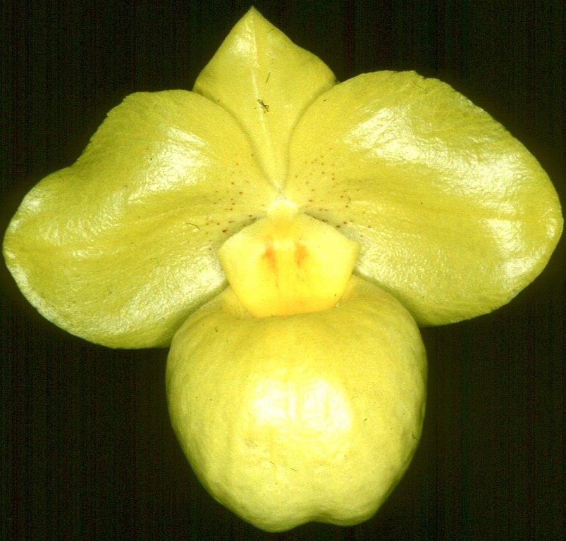 Paphiopedilum armeniacum