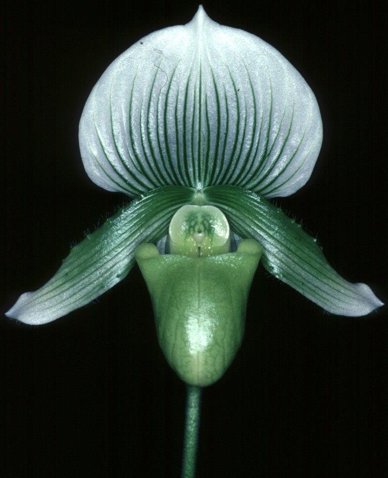 Paph Bendigo Silver