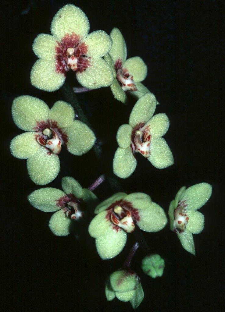 Sarcochilus First Light - photo 2