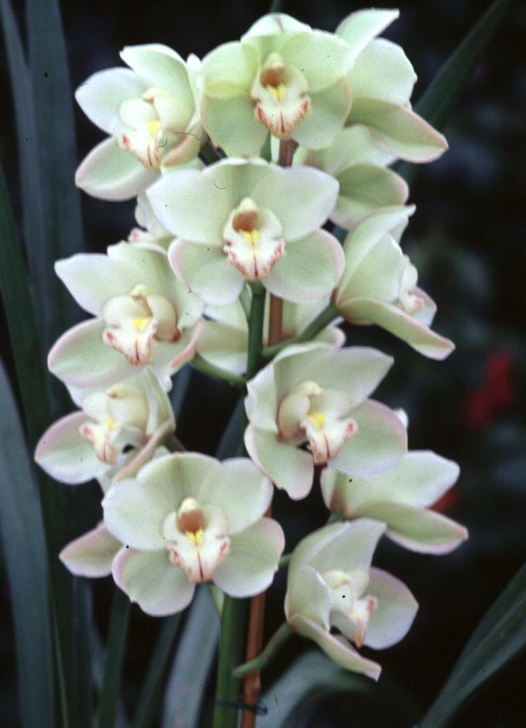 Cymbidium Opal Hill - photo 2