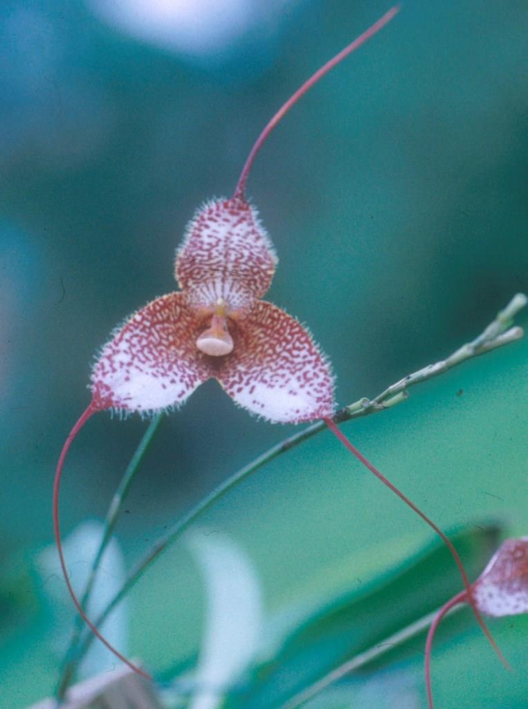 Dracula gorgona - AM/AOC