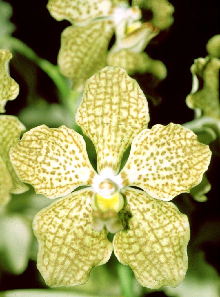 Pda Memoria Barbara Swan