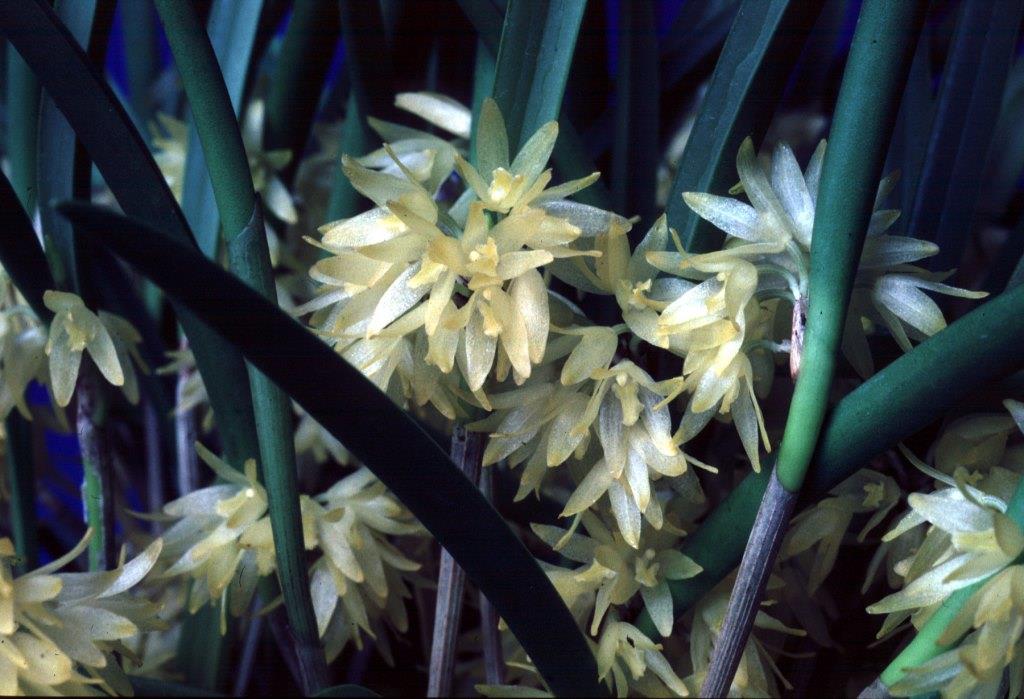 Octomeria estrellensis