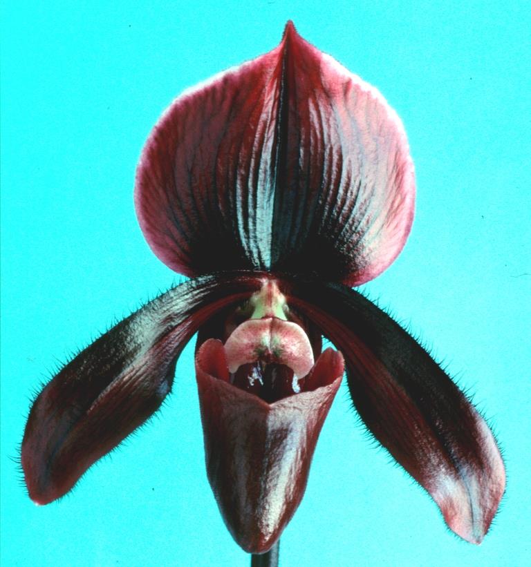 Paph Dark Brew