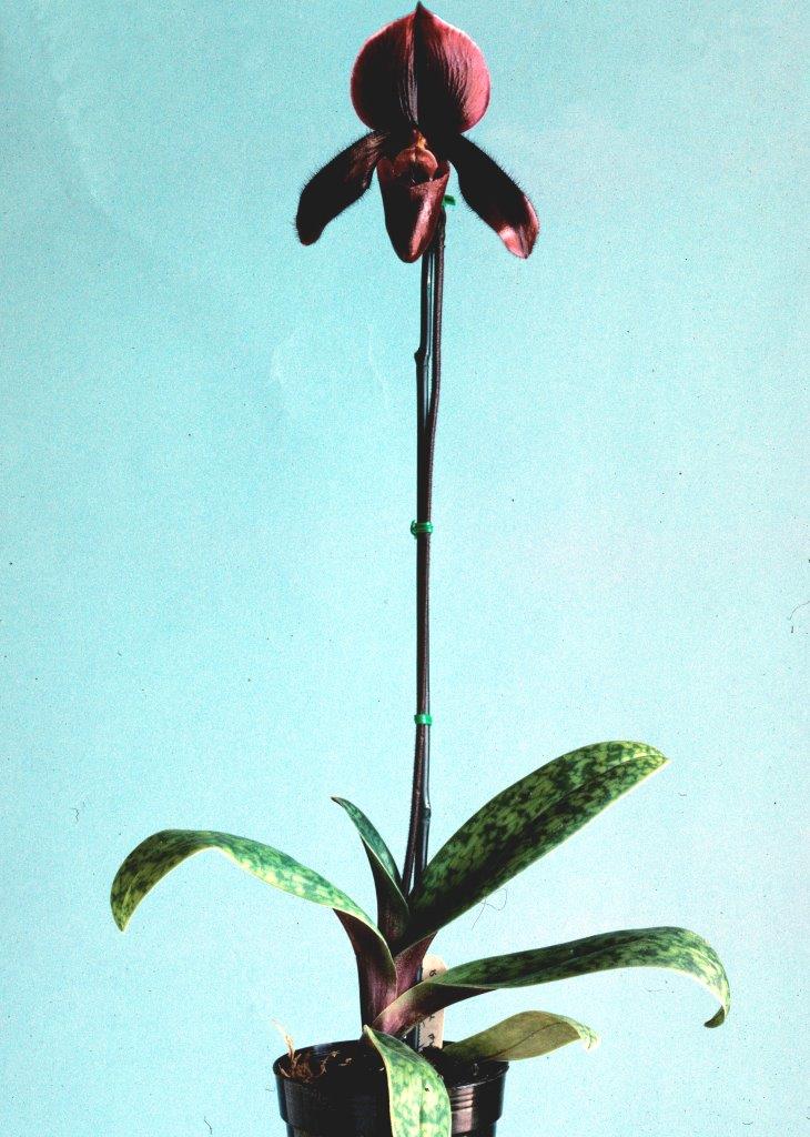 Paphiopedilum Dark Brew - photo 2