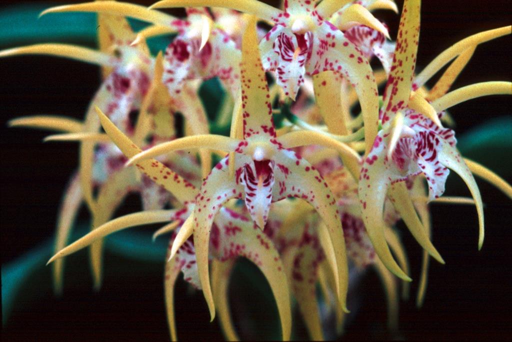 Dendrobium Hilda Poxon - HCC/AOC