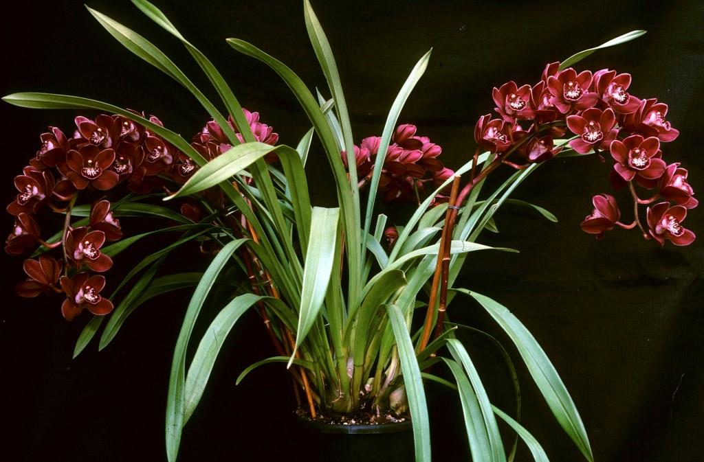 Cymbidium Night Passage - photo 2