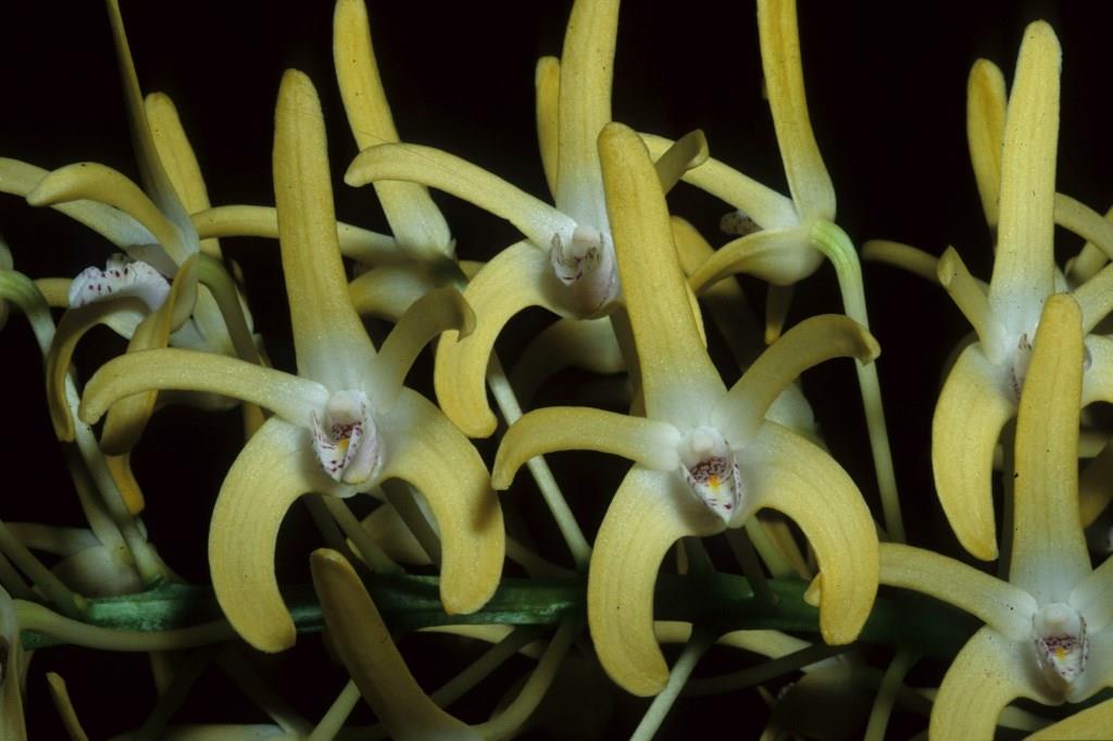 Dendrobium speciosum var. boreale - AM/AOC