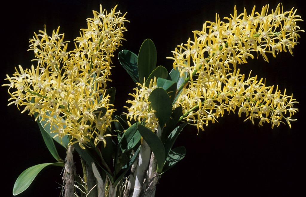 Dendrobium speciosum var. boreale - photo 2