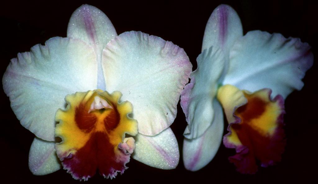 Rhyncholaeliocattleya Lisa Taylor Gallis - AM/AOC