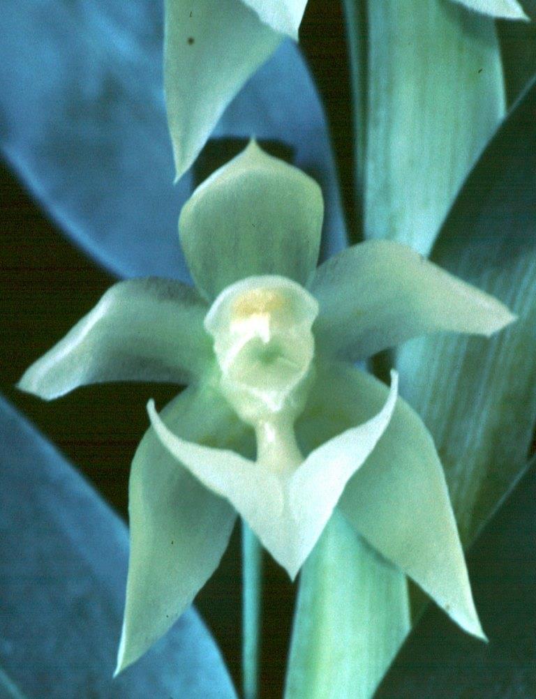 Dichaea glauca - HCC/AOC