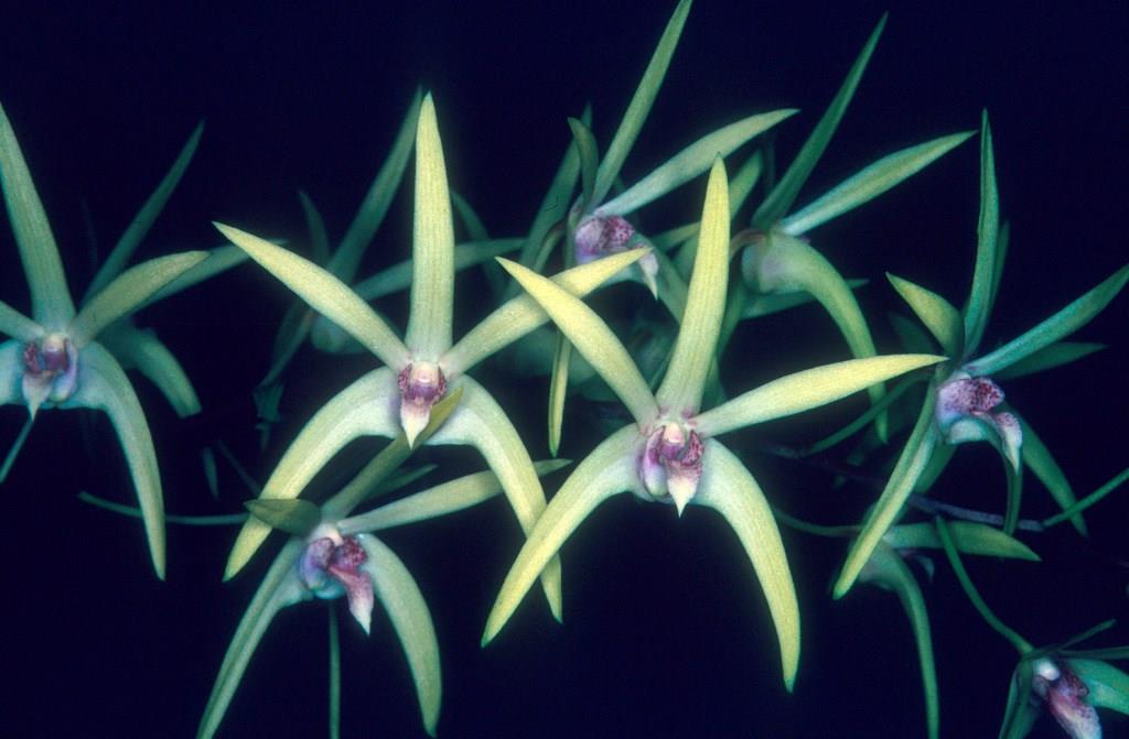 Dendrobium Alick Dockrill - HCC/AOC
