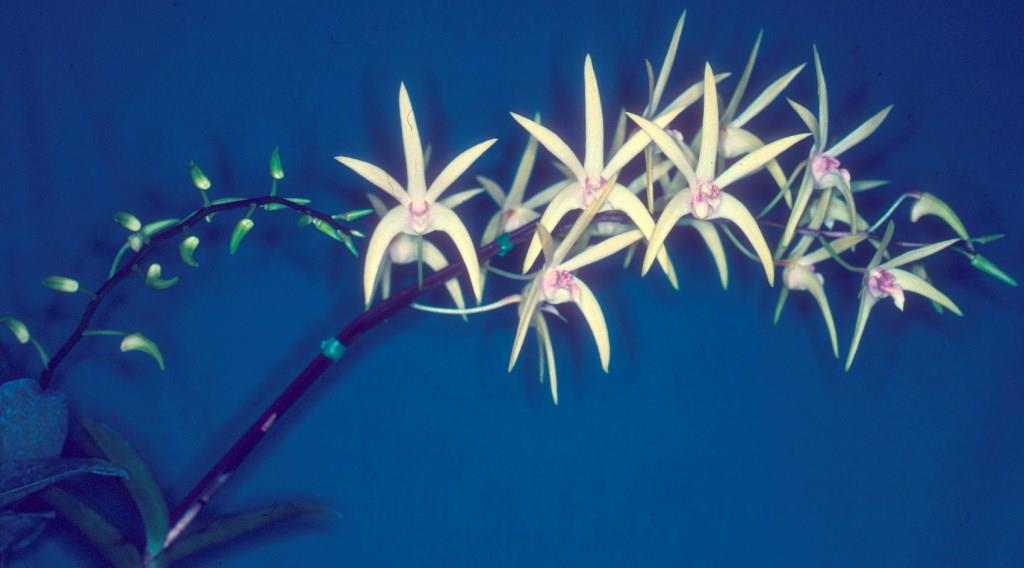 Dendrobium Alick Dockrill - photo 2