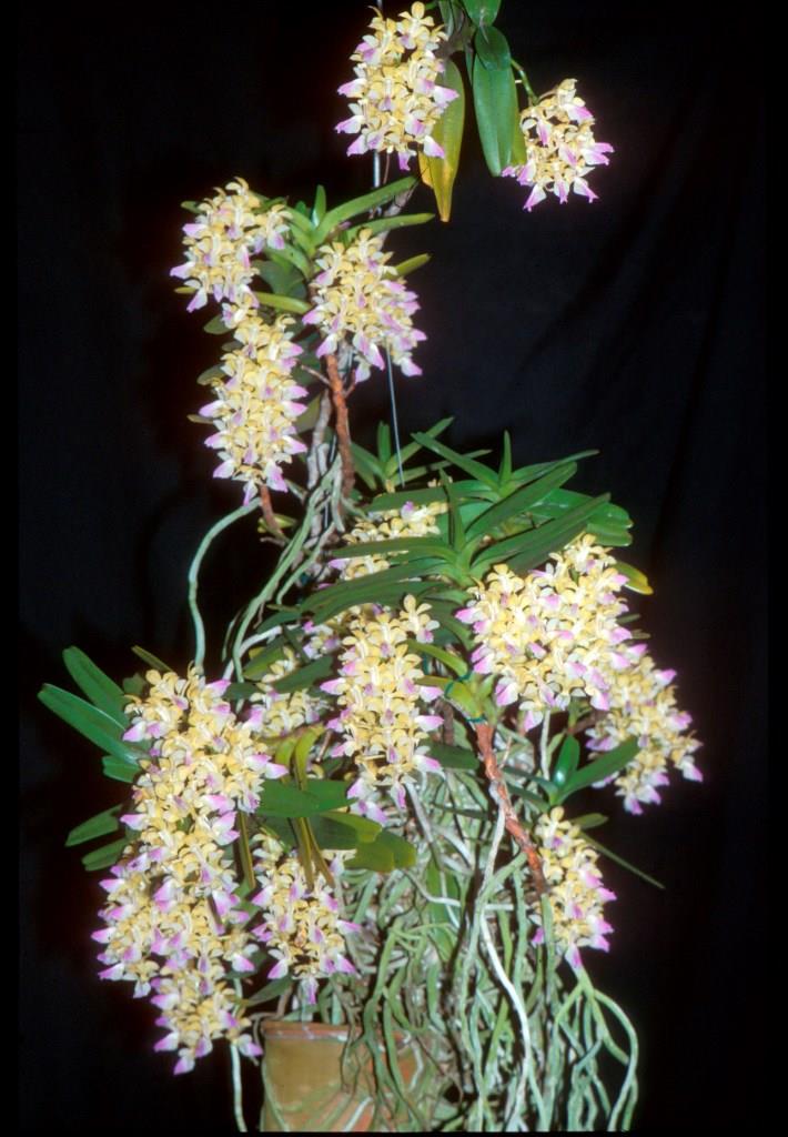Aerides houlletiana - ACC/AOC