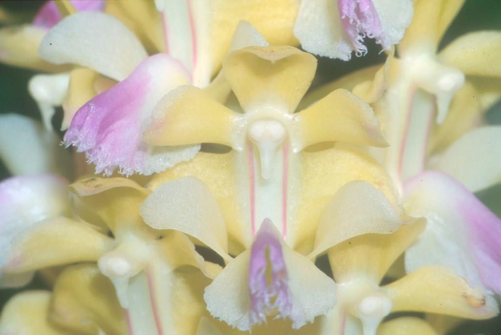 Aerides houlletiana - photo 2