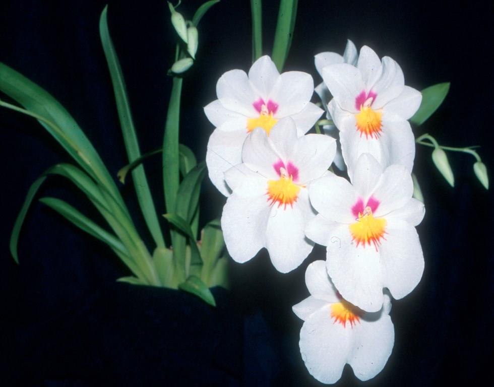 Miltoniopsis Robert Strauss - photo 2
