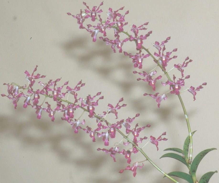 Dendrobium Cherway Kiley - photo 2