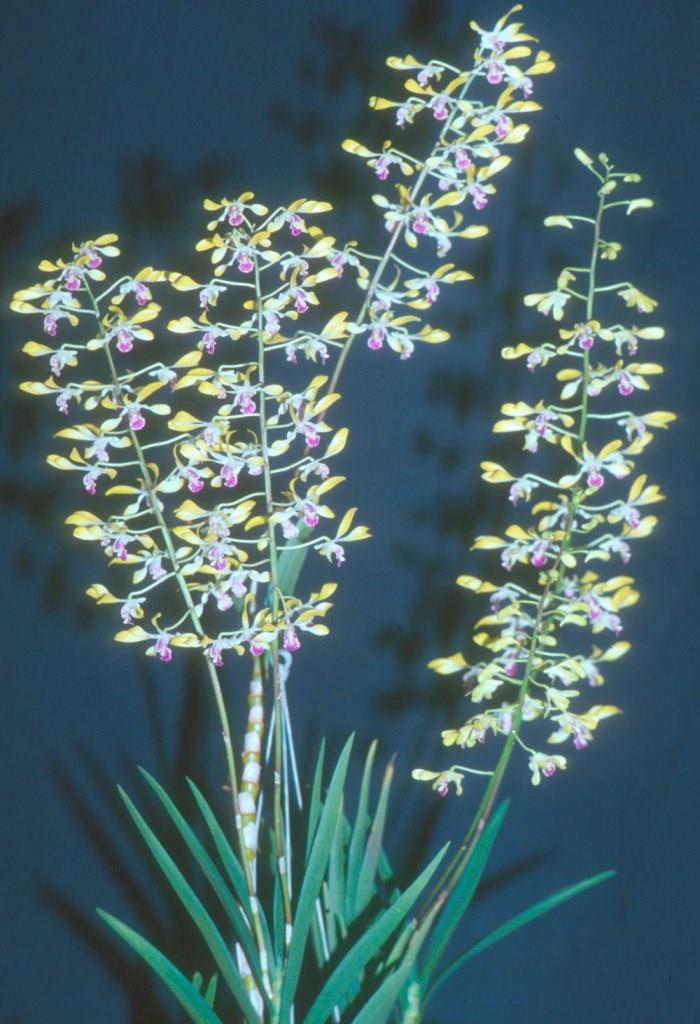 Dendrobium Cherway Robley - photo 2