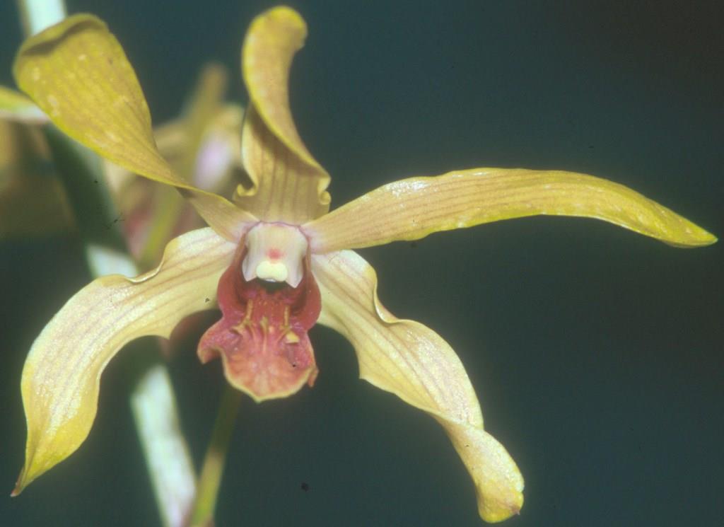 Dendrobium Cherway Hayley - HCC/AOC
