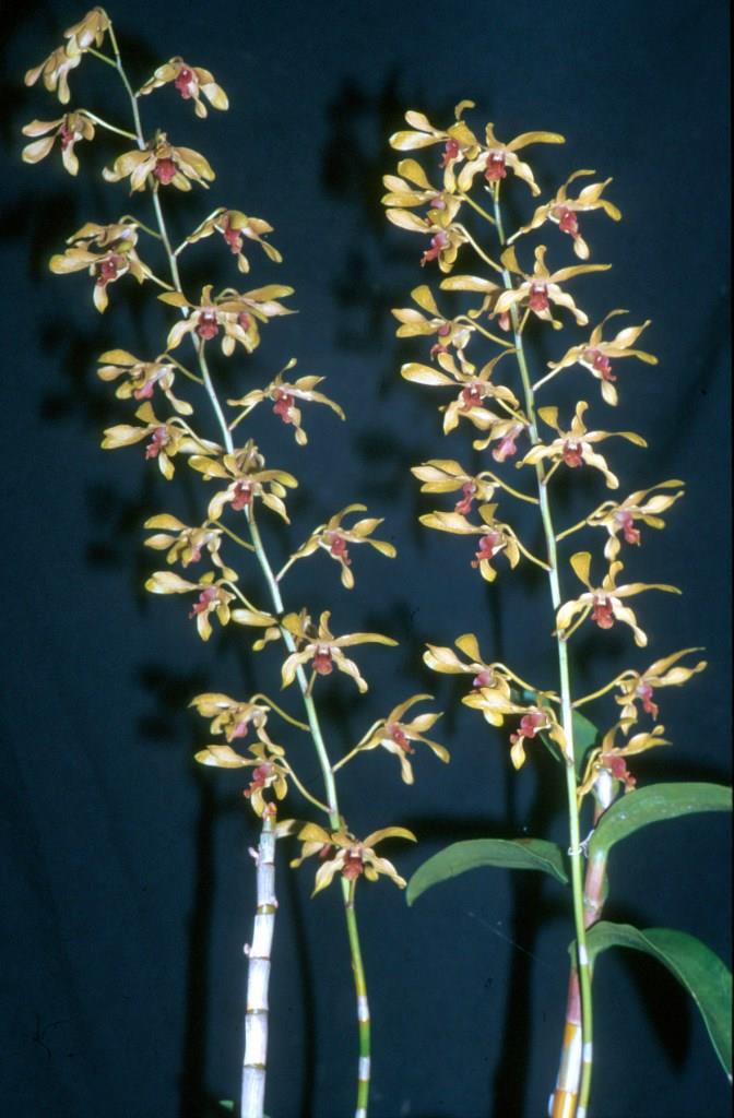 Dendrobium Cherway Hayley - photo 2