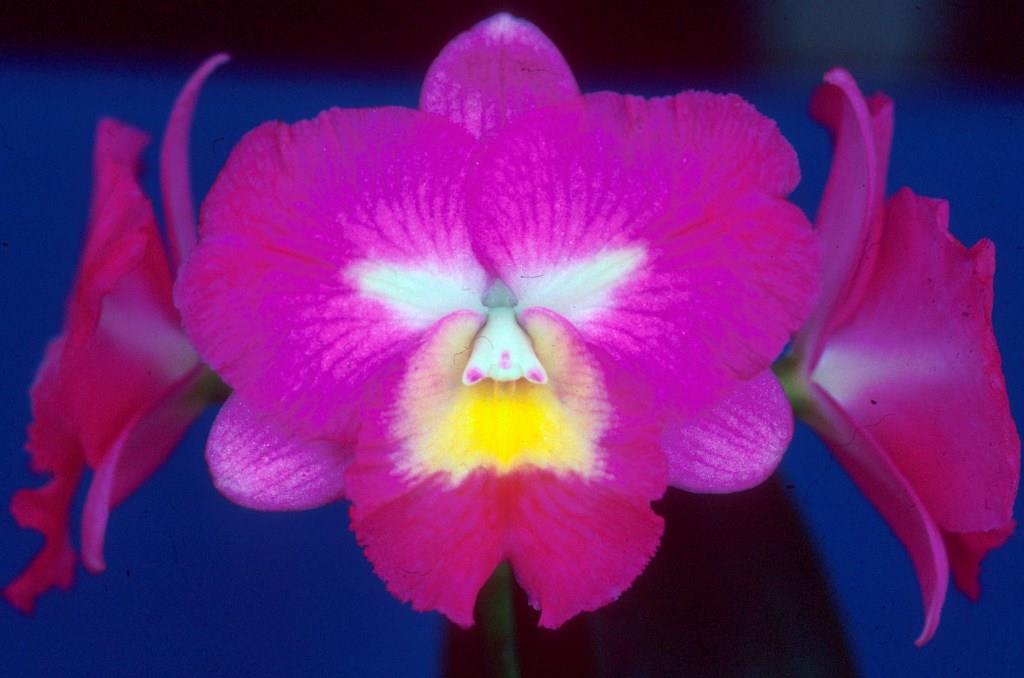 Gct Barrel of Brandy