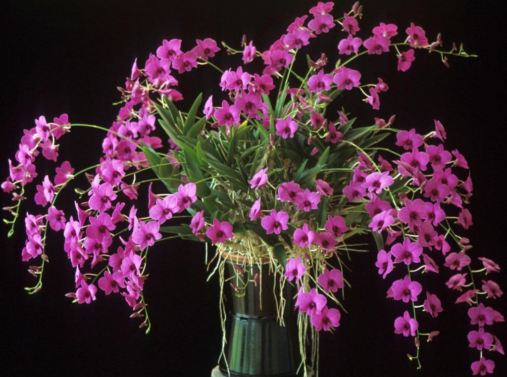 Dendrobium bigibbum var. compactum