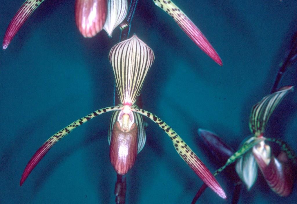 Paphiopedilum Houghtoniae - HCC/AOC