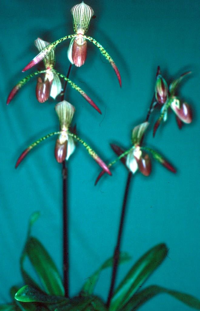 Paphiopedilum Houghtoniae - photo 2