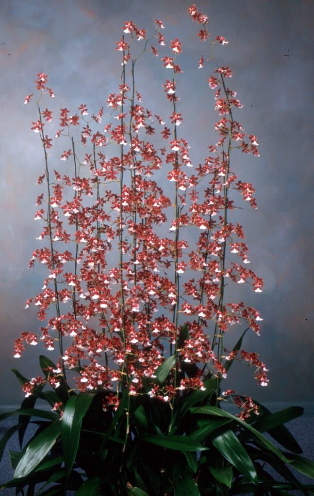 Oncidium Sharry Baby - ACC/AOC