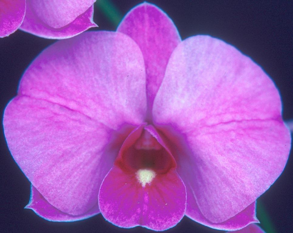 Dendrobium bigibbum var. compactum - HCC/AOC