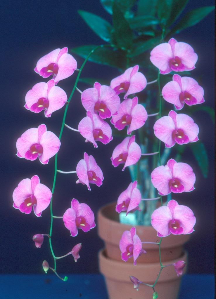 Dendrobium bigibbum var. compactum - photo 2