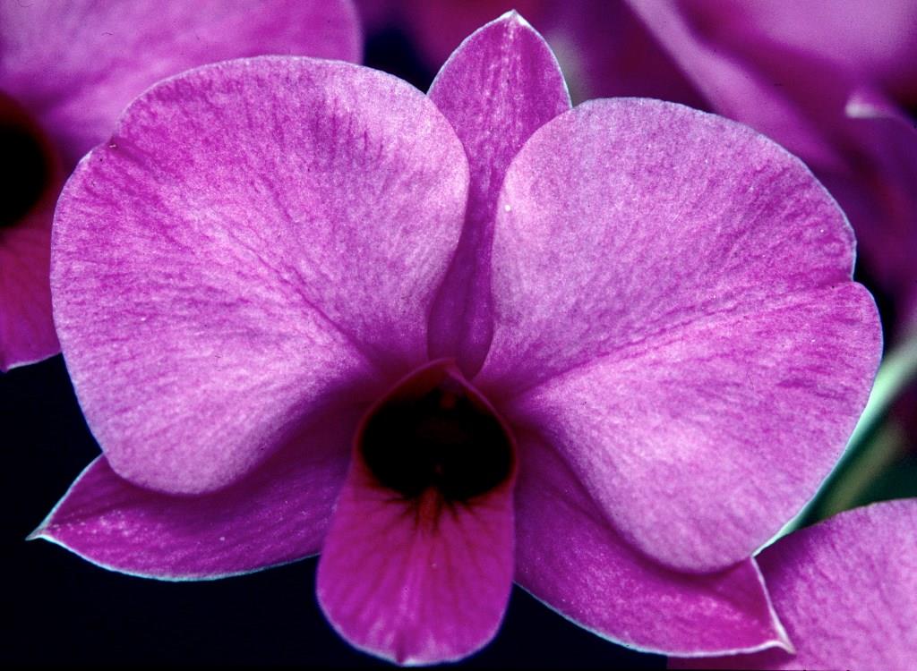 Dendrobium bigibbum var. compactum