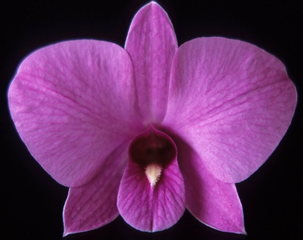Dendrobium bigibbum var. superbum