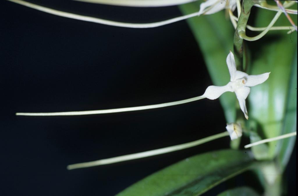 Aerangis cryptodon - CBM/AOC