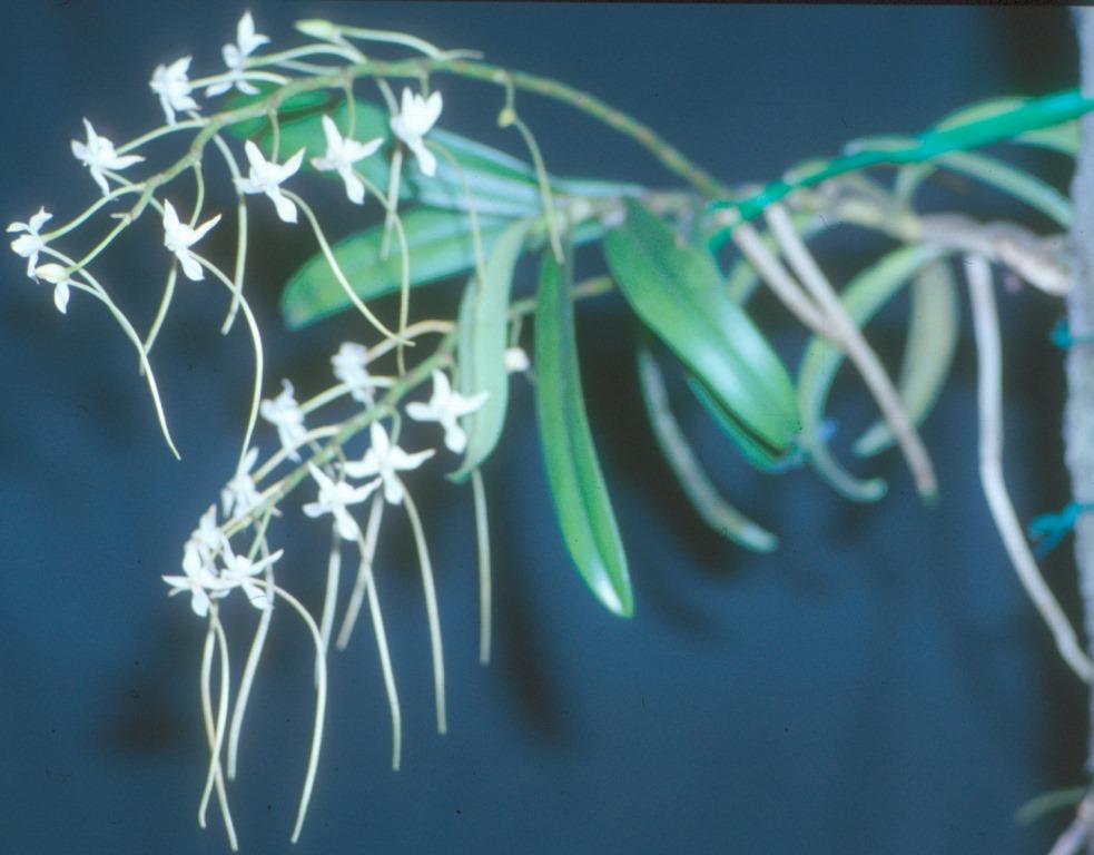 Aerangis cryptodon - photo 2
