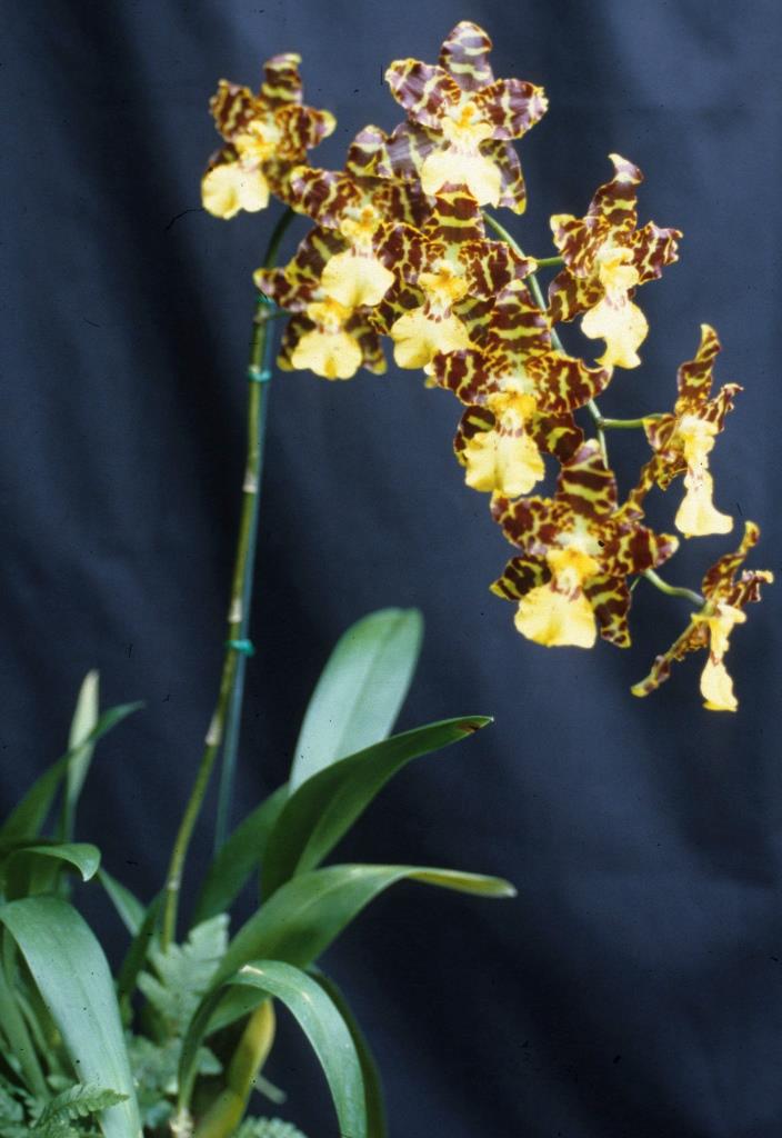 Oncidium Tiger Butter - photo 2