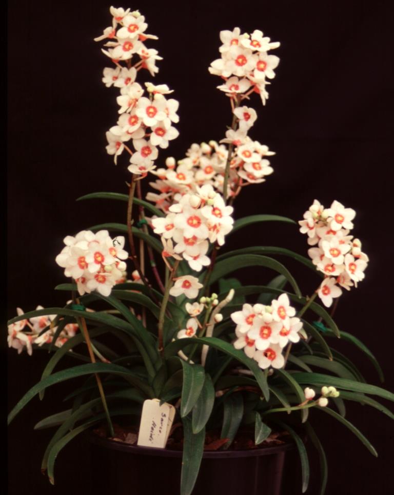 Sarcochilus Heidi - ACC/AOC