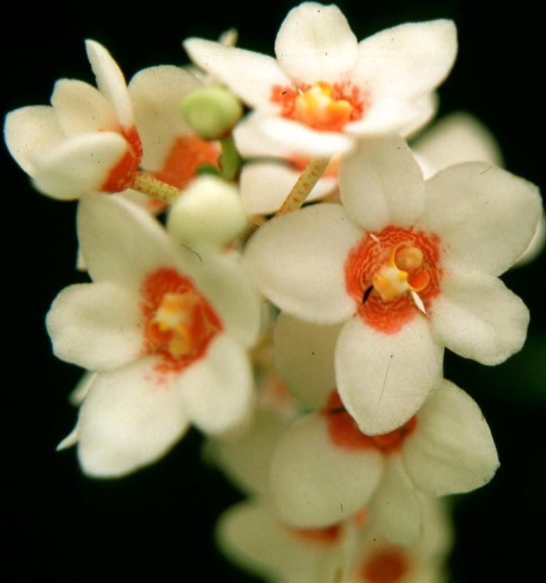 Sarcochilus Heidi - photo 2