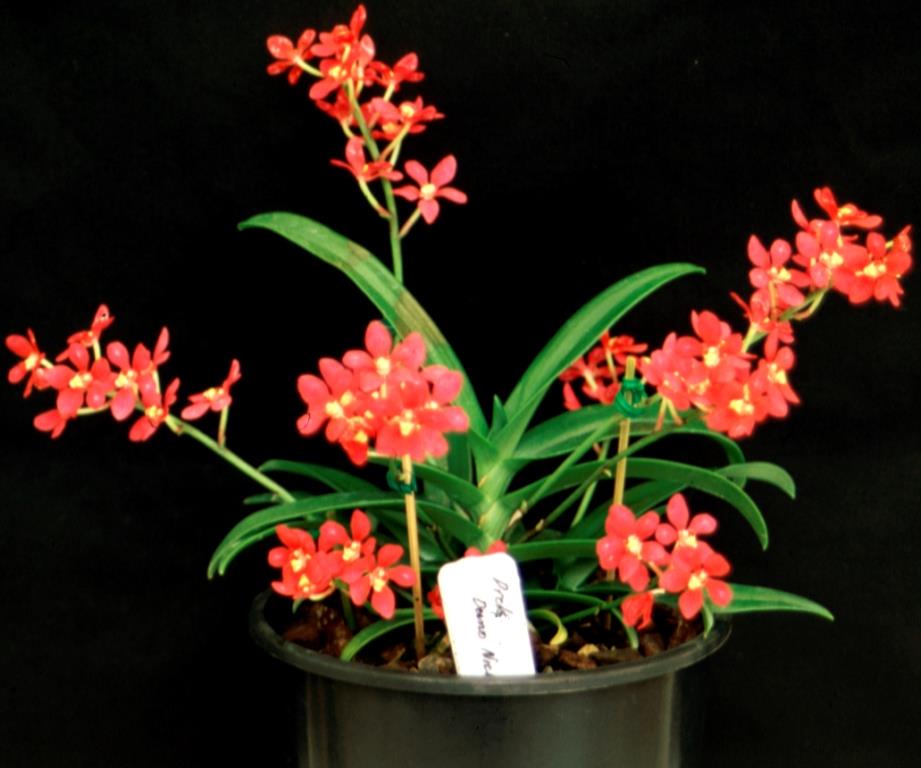 Sarcochilus Duno Nicky's Twin - photo 2