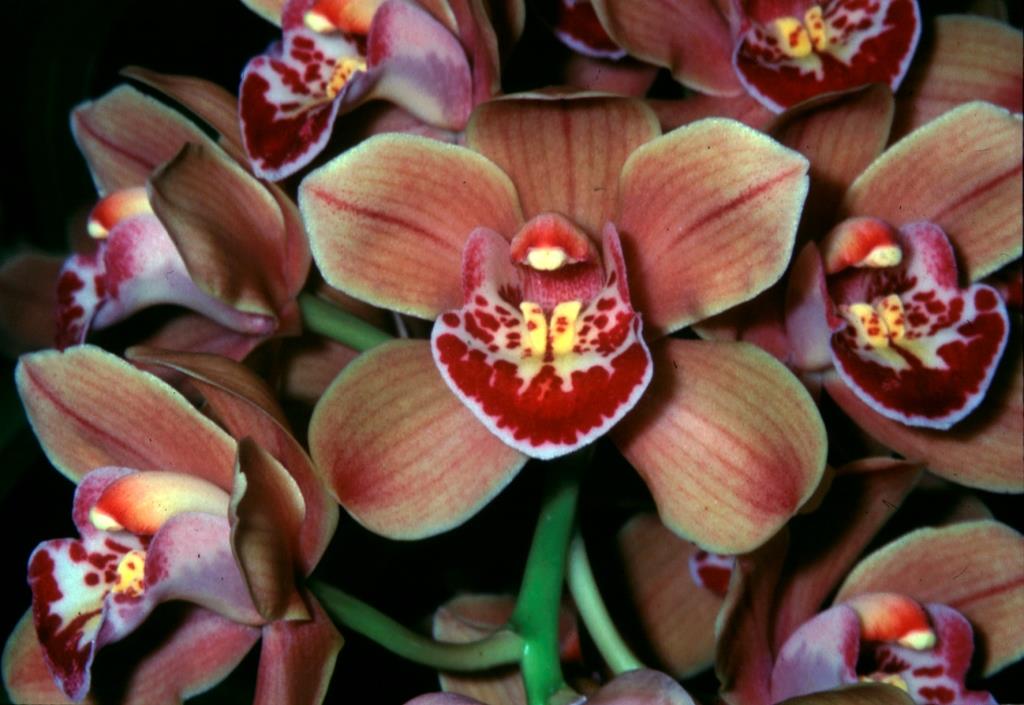Cymbidium Memoria Athalie Elizabeth