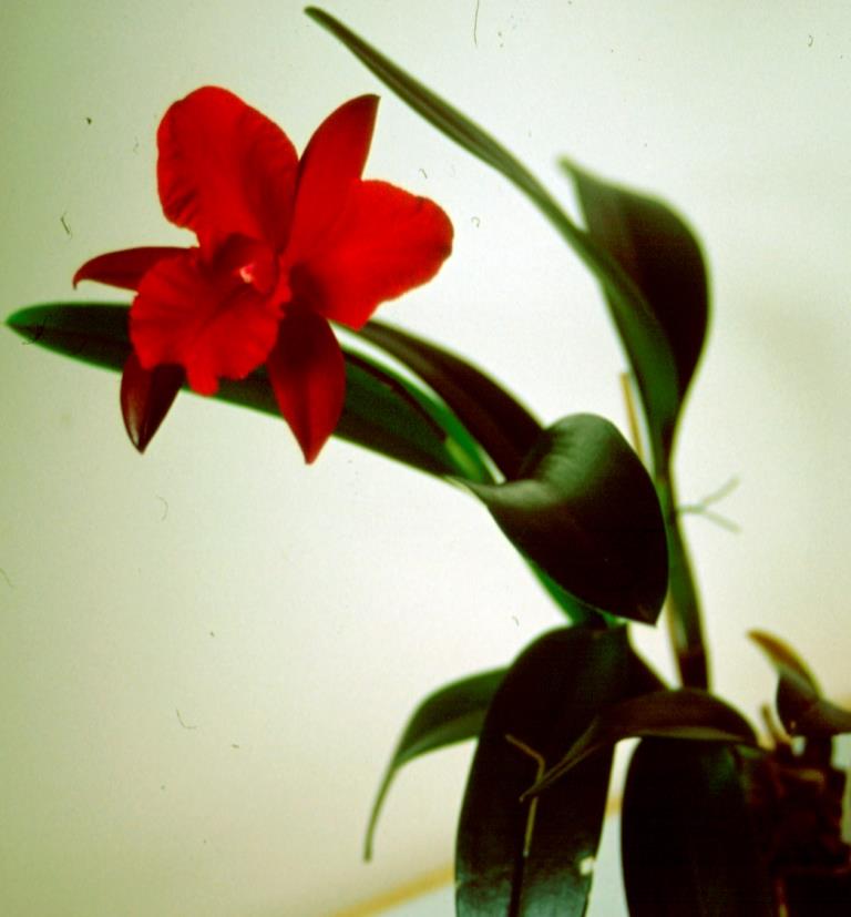 Cattlianthe Koolau Sunset - photo 2