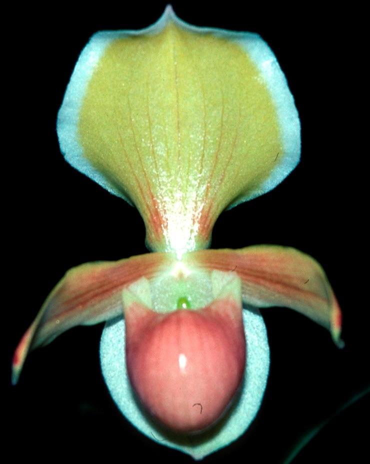 Paphiopedilum helenae